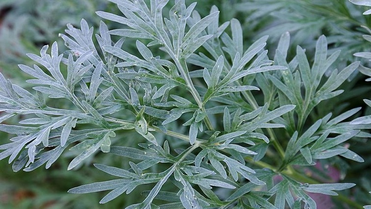 Govt advised to tap into traditional medicine