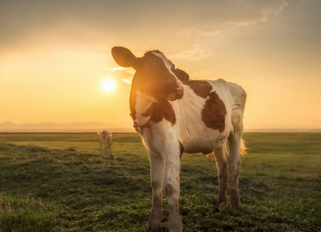 M14m lost to stock theft