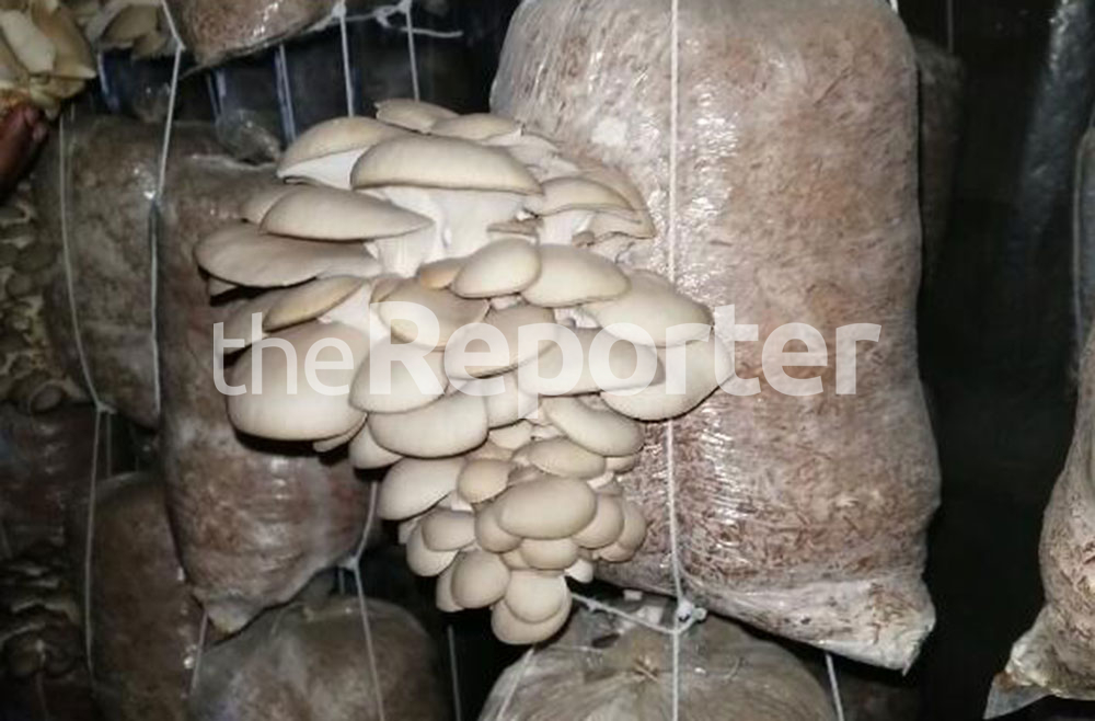 Passion for planting mushrooms pays off