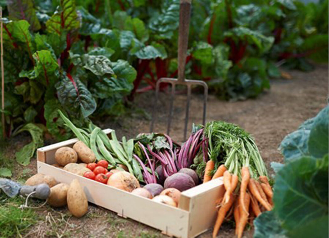 Corona crushes women farmers