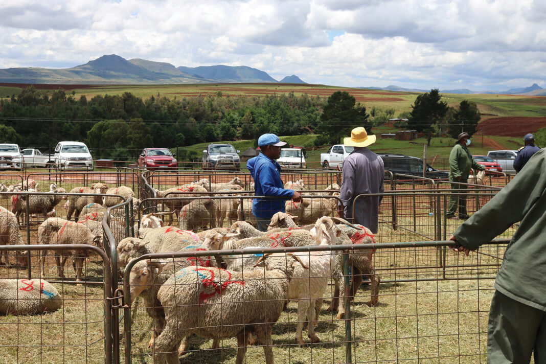 Second sheep auction around the corner