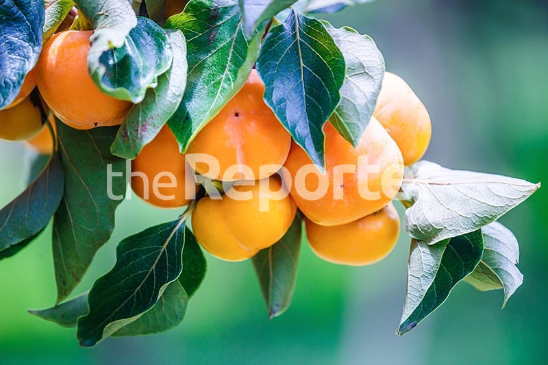 Social Development nurtures youth