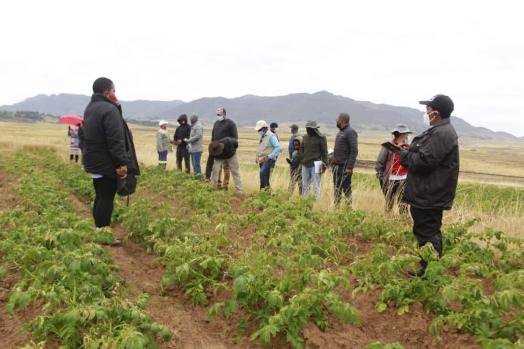 Matelile farmers expect bumper harvest