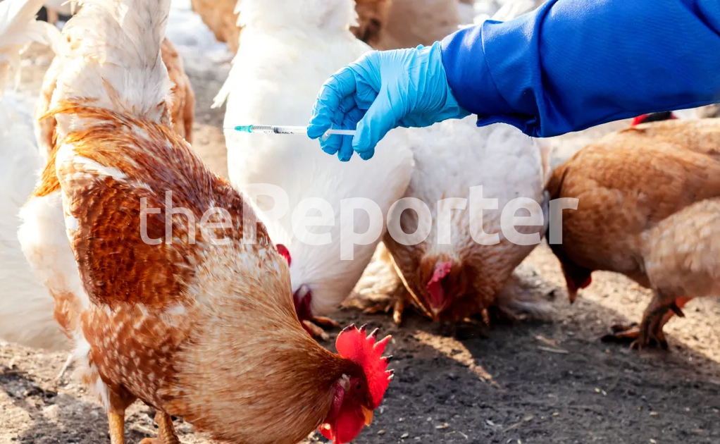 Bird flu scare in Lesotho