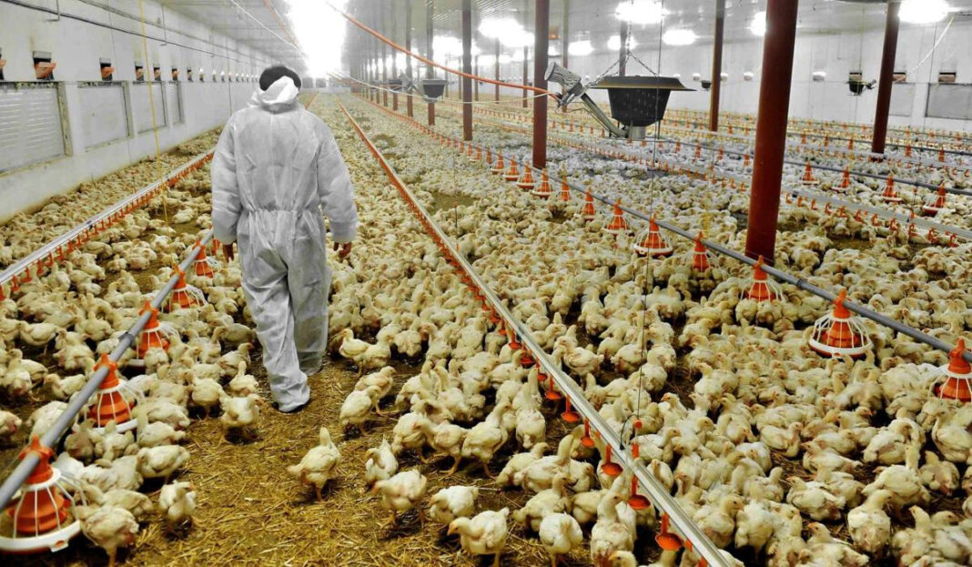 Farmers lose thousands to bird flu