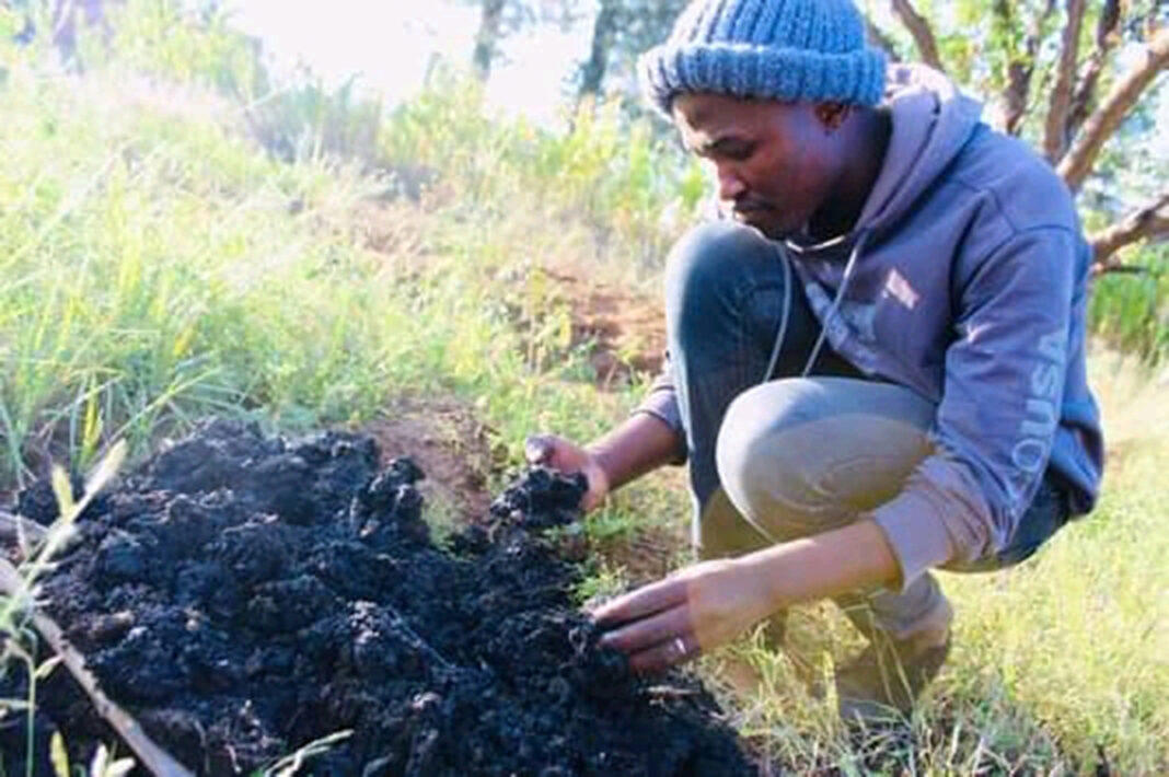 Tlali in love with healing herbs
