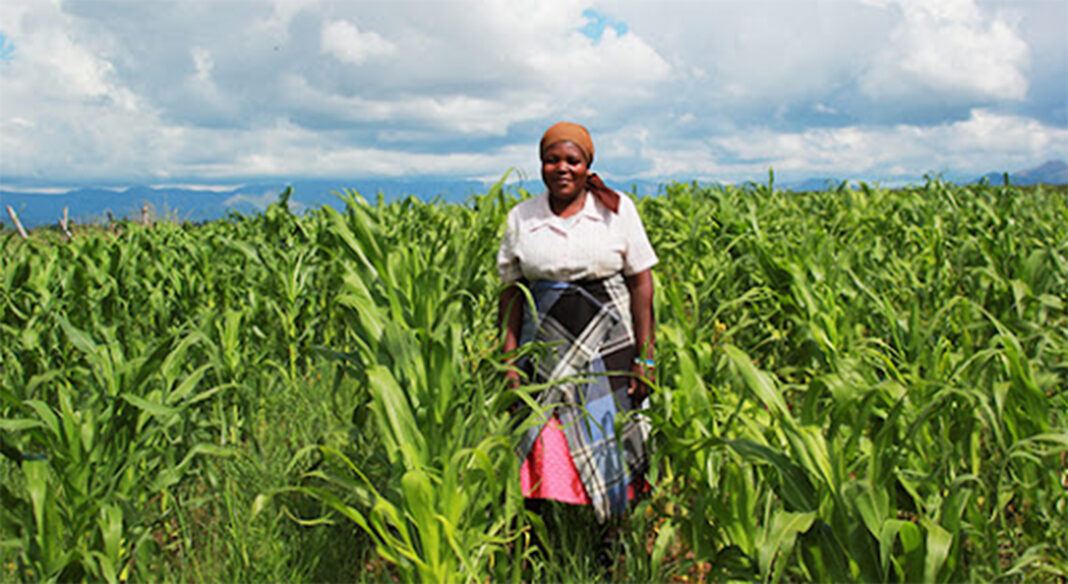 Farmers pine for good markets