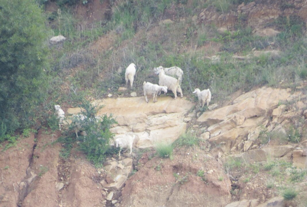 Lesotho fast becoming a desert – Lekeoane