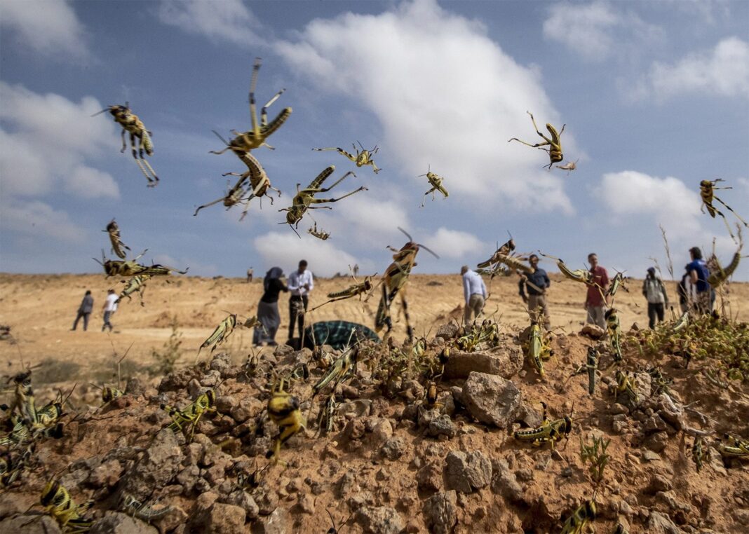 Locusts to hit Lesotho