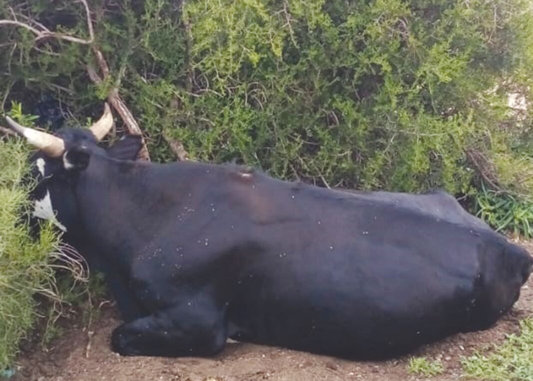 Farmers panic amid new outbreak