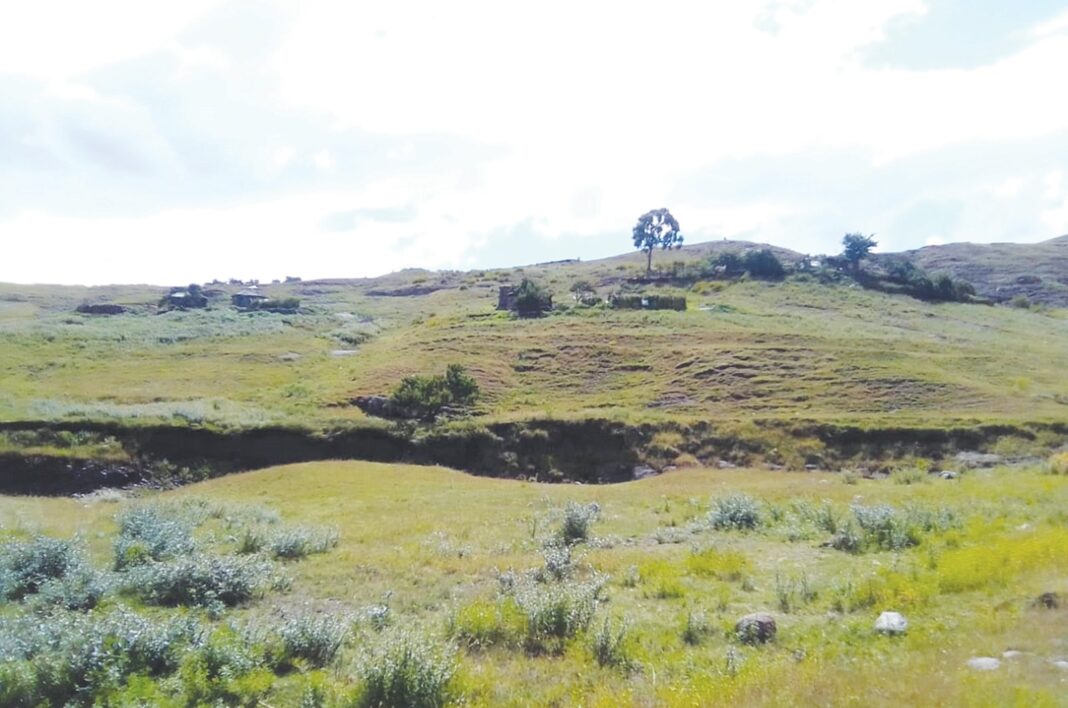 Widows desperate for resettlement