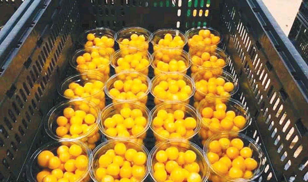 Teacher flourishes in agri-business