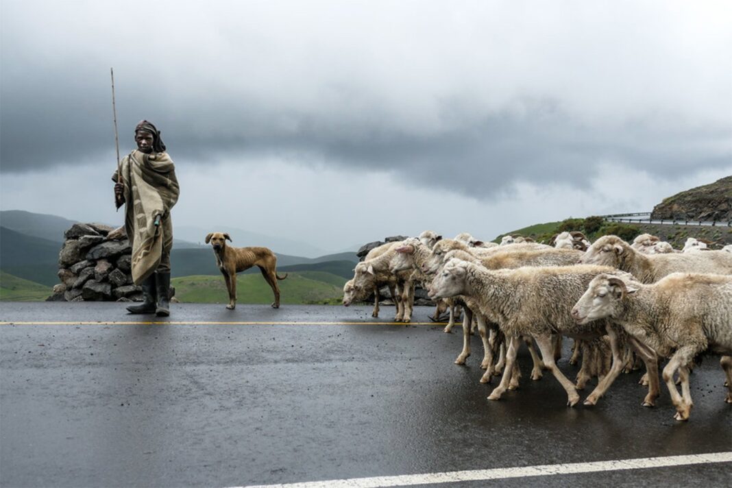 Stock theft rampant in Leribe
