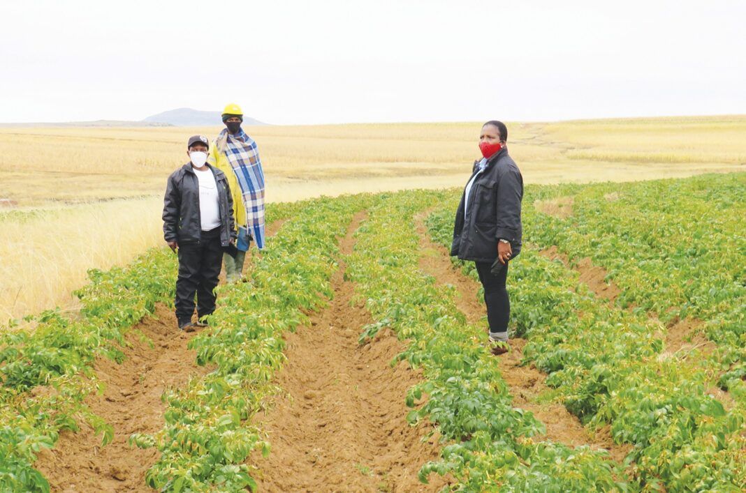 Govt restricts potato importation