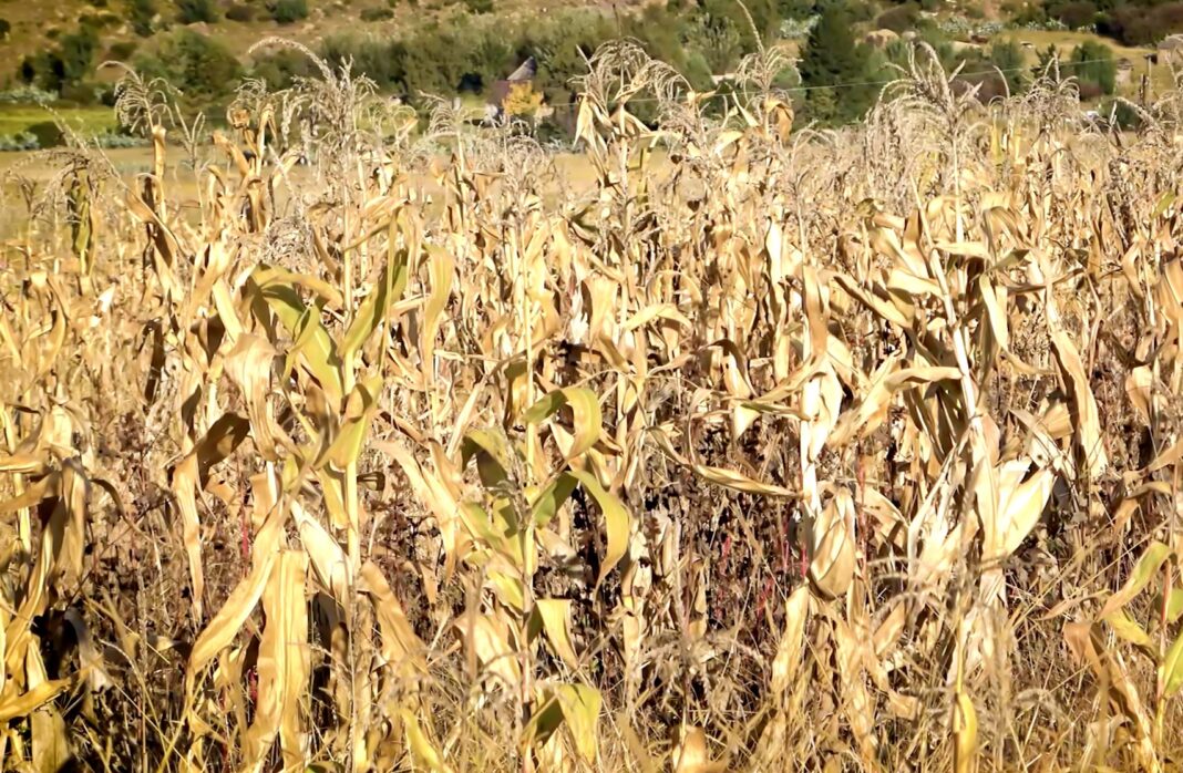 Farmers fear more poor harvests