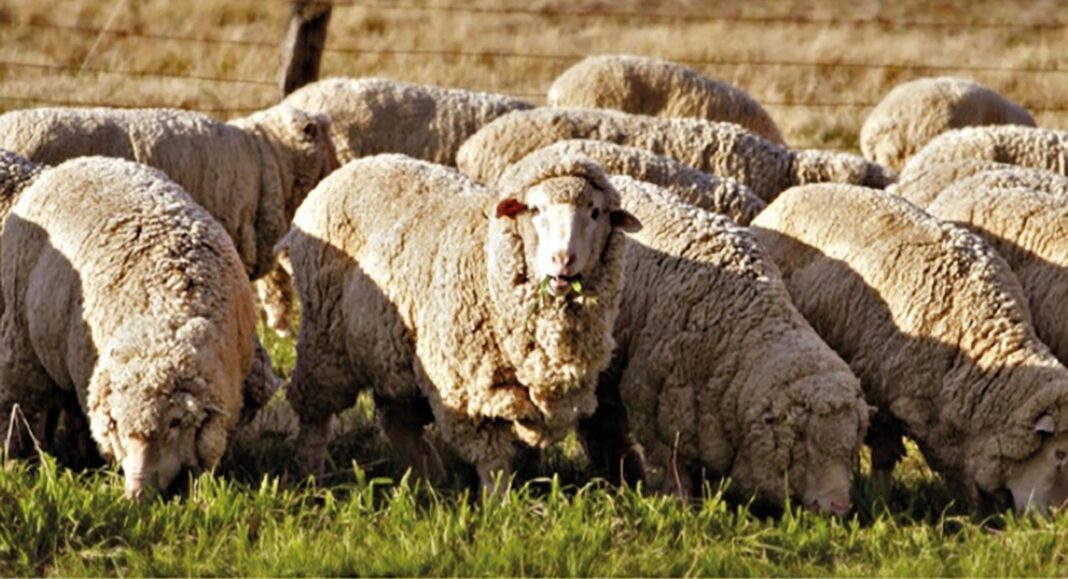 Looking back on wool, mohair project’s journey