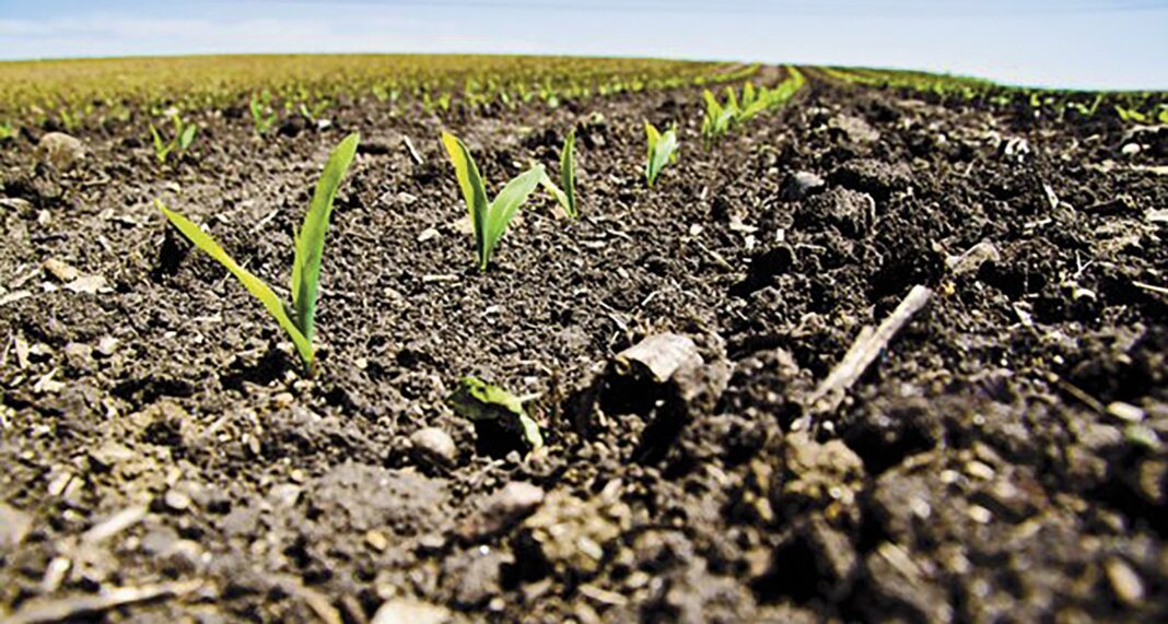 Semonkong farmers brace for poor harvests