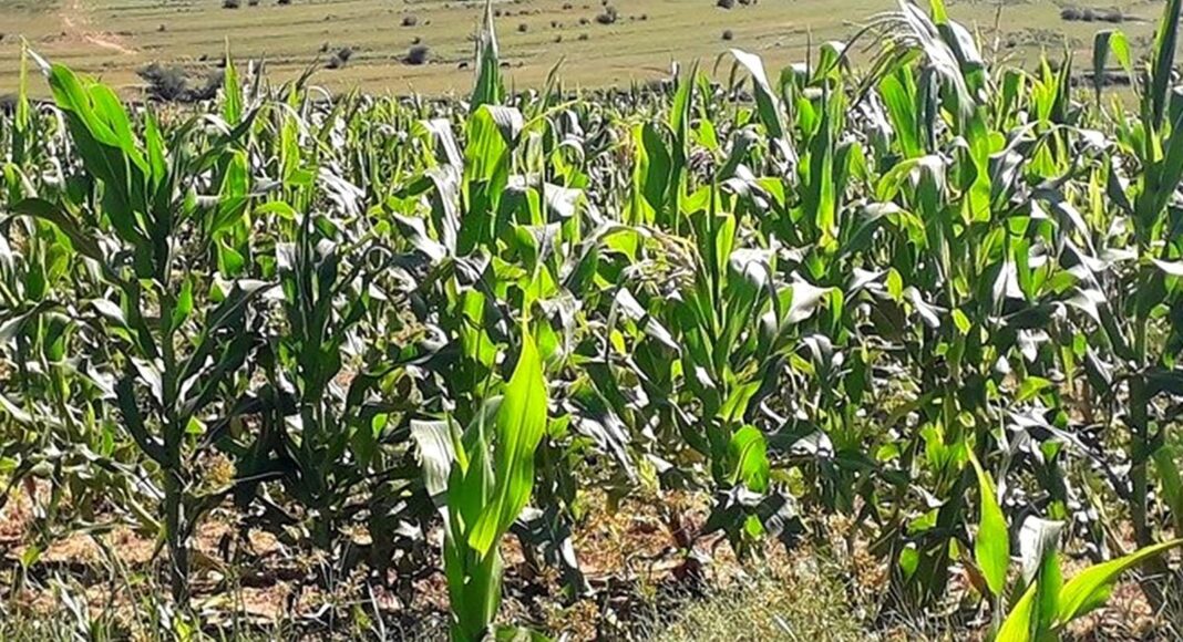 Poor rainfall to affect green harvests