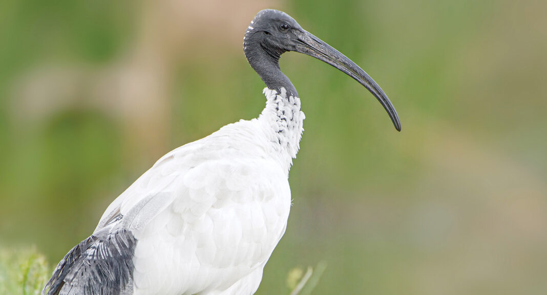 LHDA to host bird conservation activity