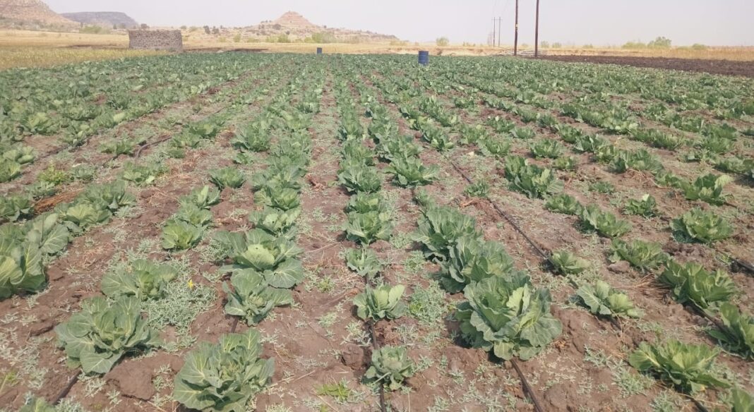 Farmers defy drought with climate-smart agriculture