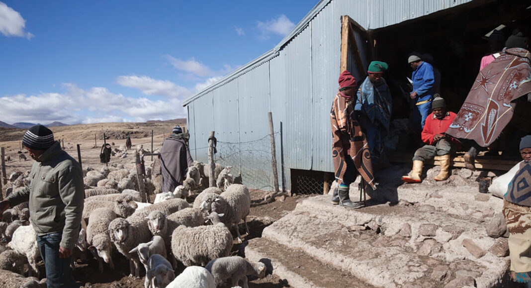 Farmers lose income over livestock tattoo delays