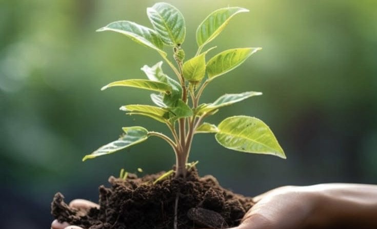 LHDA to plant 40, 000 trees at LHWP sites