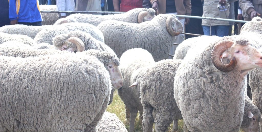 Wool and mohair roadshow to promote opportunities
